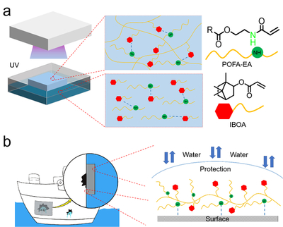 我校邱仁輝教授、劉文地教授團隊在生物基水下膠黏劑研發(fā)取得進展