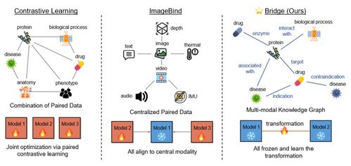 iclr 2024 uiuc等提出biobridge 用知識圖譜構(gòu)建多模態(tài)生物醫(yī)學基礎模型