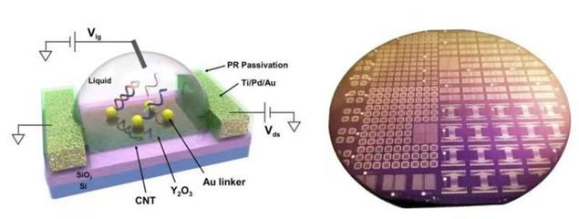 生物基材料技術(shù)研發(fā)新突破 張志勇教授團隊受邀在國際電子器件大會作會議報告